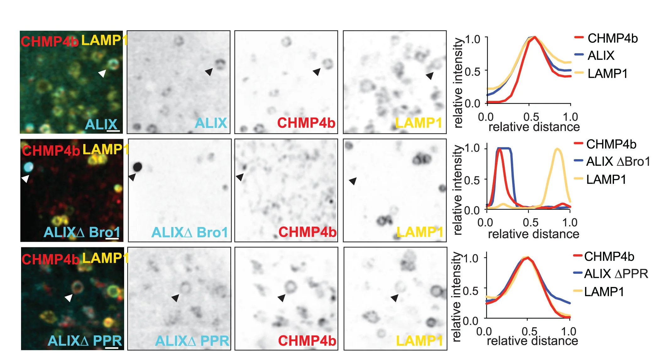 Open access visualization of Microscopy, Line Plot, U2OS Cells, LAMP1-HaloTag, CHMP4b-mNeonGreen