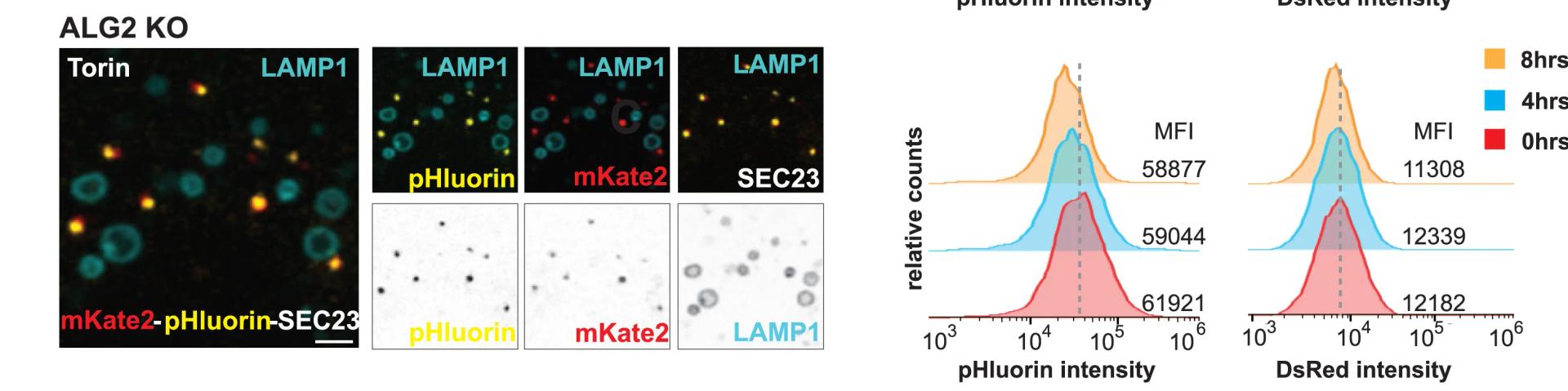 Open access visualization of Density Plot, Microscopy, ALG2 CRISPR knockout, U2OS Cells, pHluorin-mKate2-SEC23