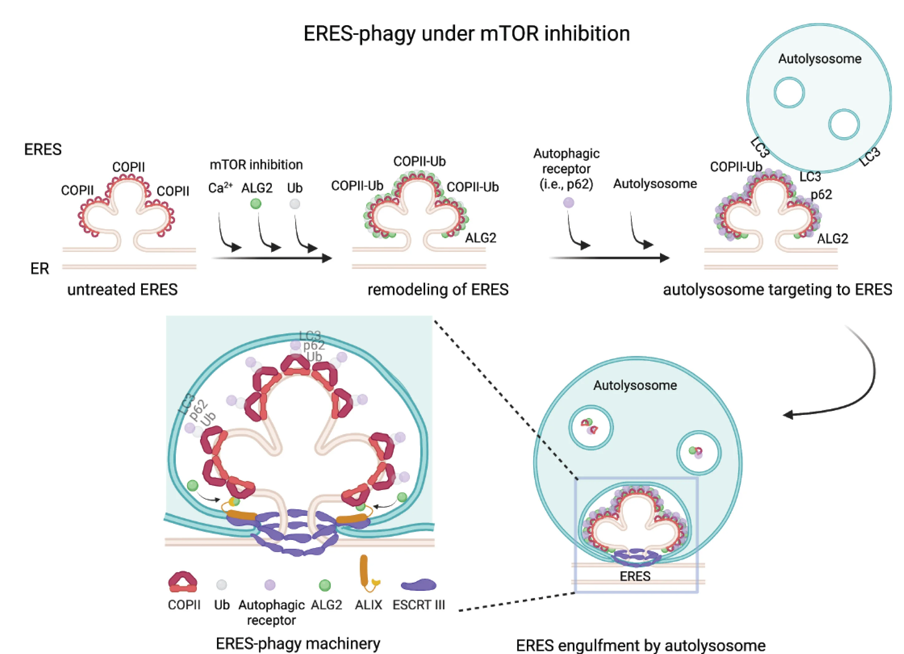 Open access visualization of Workflow, Illustration, ERES, Autolysosome, Torin