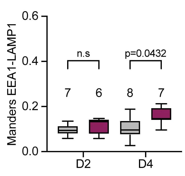 Open access visualization of Box Plot, Co-localization, EEA1, LAMP1, Endolysosomal Maturation
