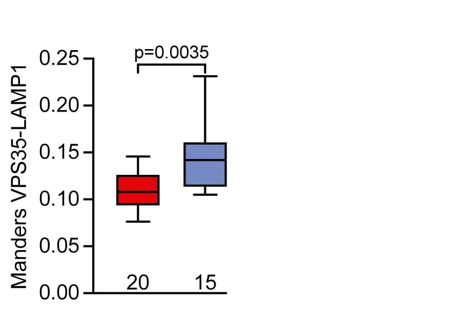 Open access visualization of Box Plot, Co-localization, VPS35, LAMP1, Endolysosomal Maturation