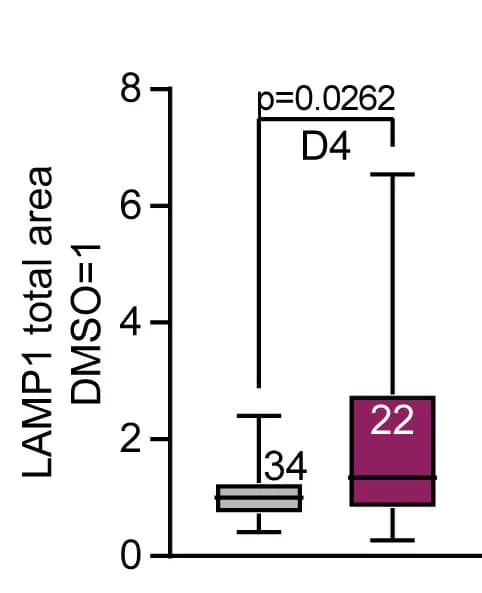 Open access visualization of Box Plot, LAMP1, Compartment Size, DAPT, DMSO