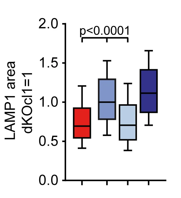 Open access visualization of Box Plot, LAMP1, hPSEN1-Rescued Cells, APP Depletion