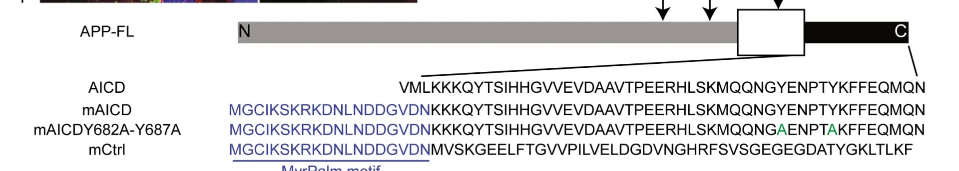 Open access visualization of Illustration, Amino Acid Sequence, Control, mCtrl, Myristoylated AICD