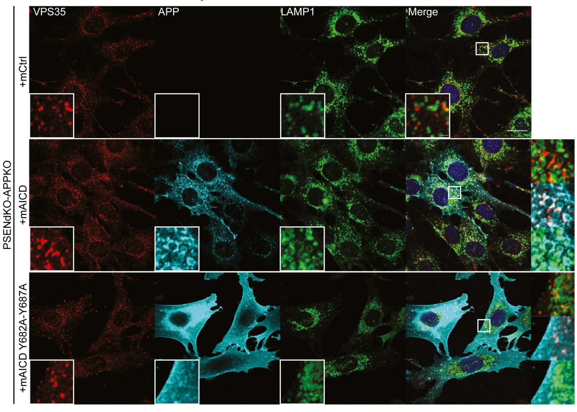 Open access visualization of Microscopy, Immunostaining, VPS35, APP, LAMP1