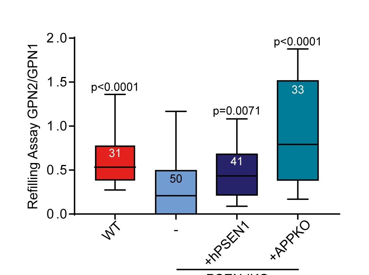Open access visualization of Box Plot, Lysosomal Ca2+ Refilling, PSENdKO Cells, hPSEN1-rescued Cells, APP-depleted PSENdKO Cells