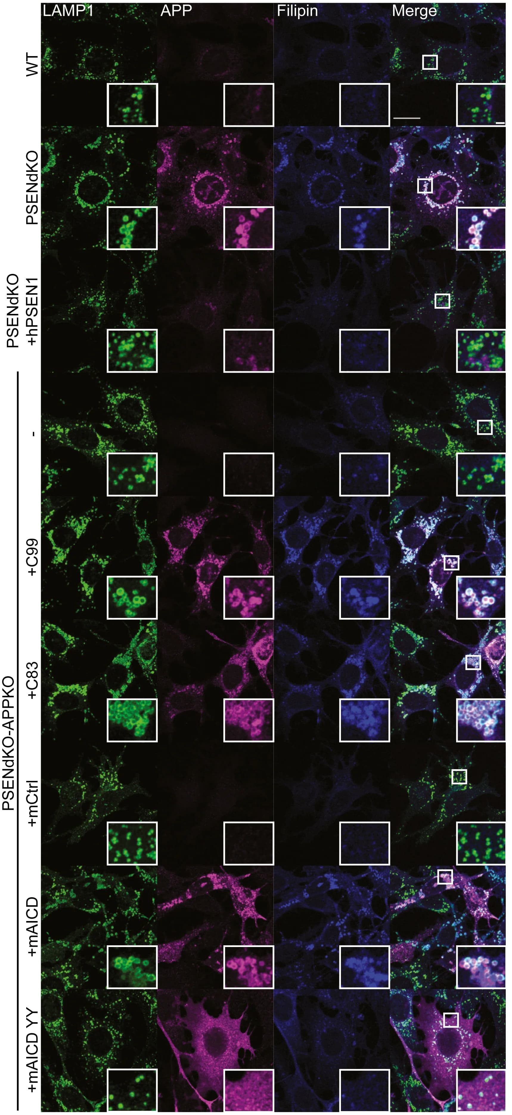 Open access visualization of Microscopy, LAMP1, APP, Filipin, Immunostaining