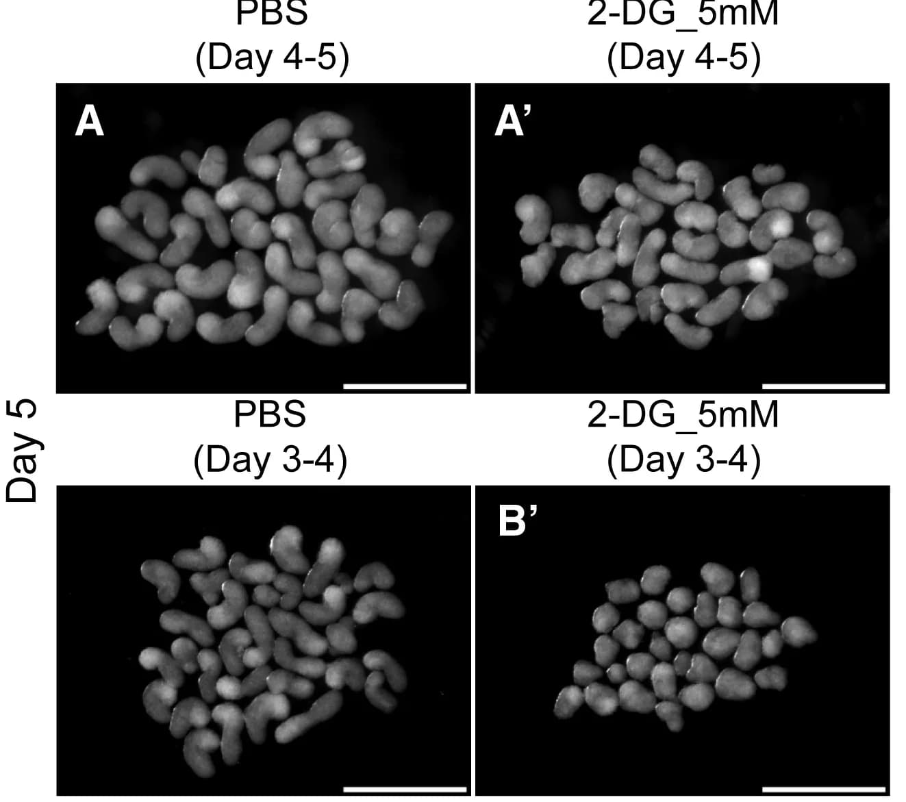 Open access visualization of Microscopy, Gastruloids, PBS, Overview Images