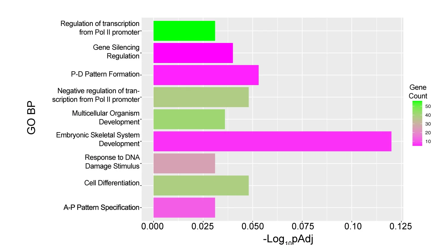 Open access visualization of Bar Plot, Gene Ontology, Biological Processes, Downregulated Genes, 2-DG
