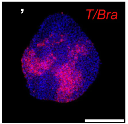 Open access visualization of Microscopy, Maximum Intensity Projections, HCR Staining, Expression Pattern, T/Brain