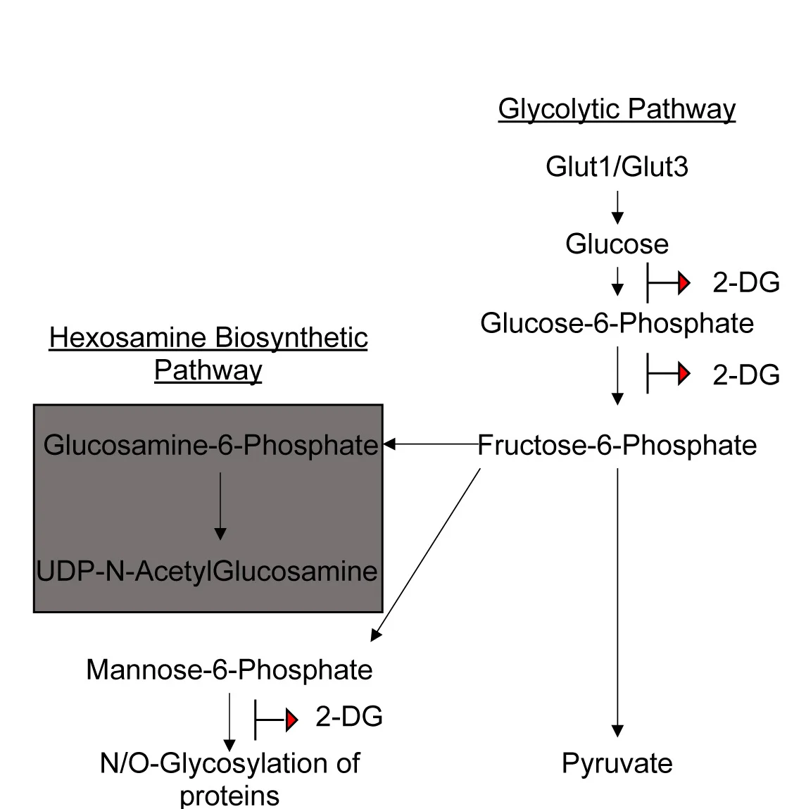 Open access visualization of Workflow, Flowchart, Glycolytic Pathway, 2-DG