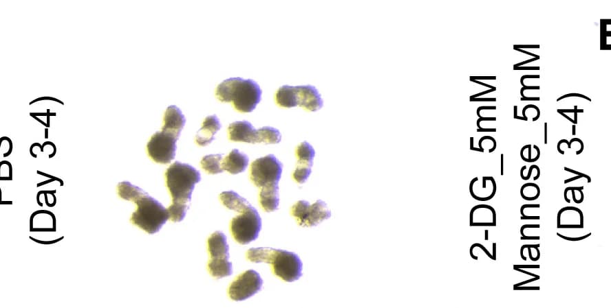 Open access visualization of Microscopy, Gastruloids, PBS