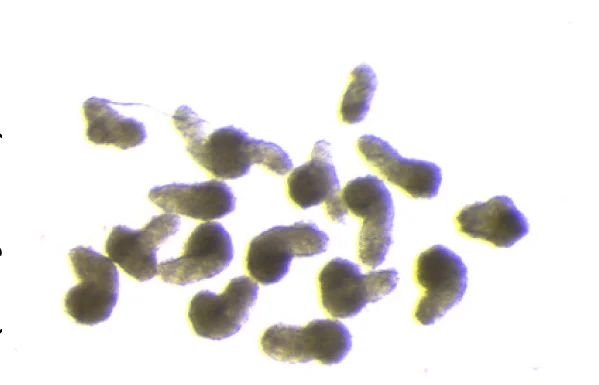 Open access visualization of Microscopy, Photo, Gastruloids, 2-DG, Mannose
