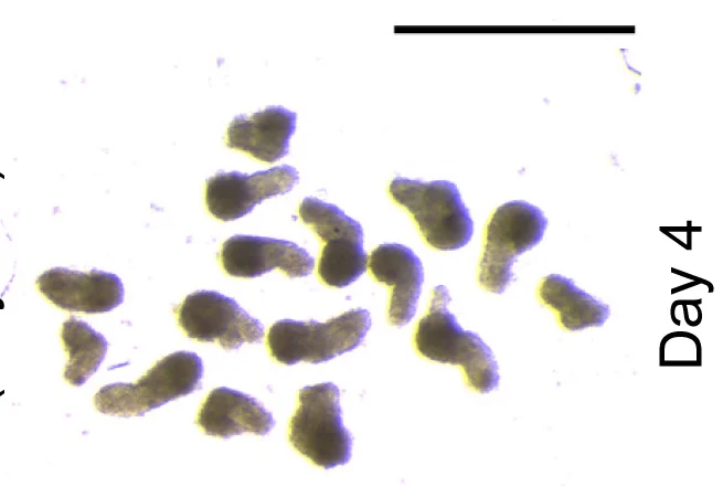 Open access visualization of Microscopy, Gastruloids, 2-DG, Mannose