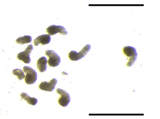 Open access visualization of Microscopy, Gastruloids, 2-DG, Mannose