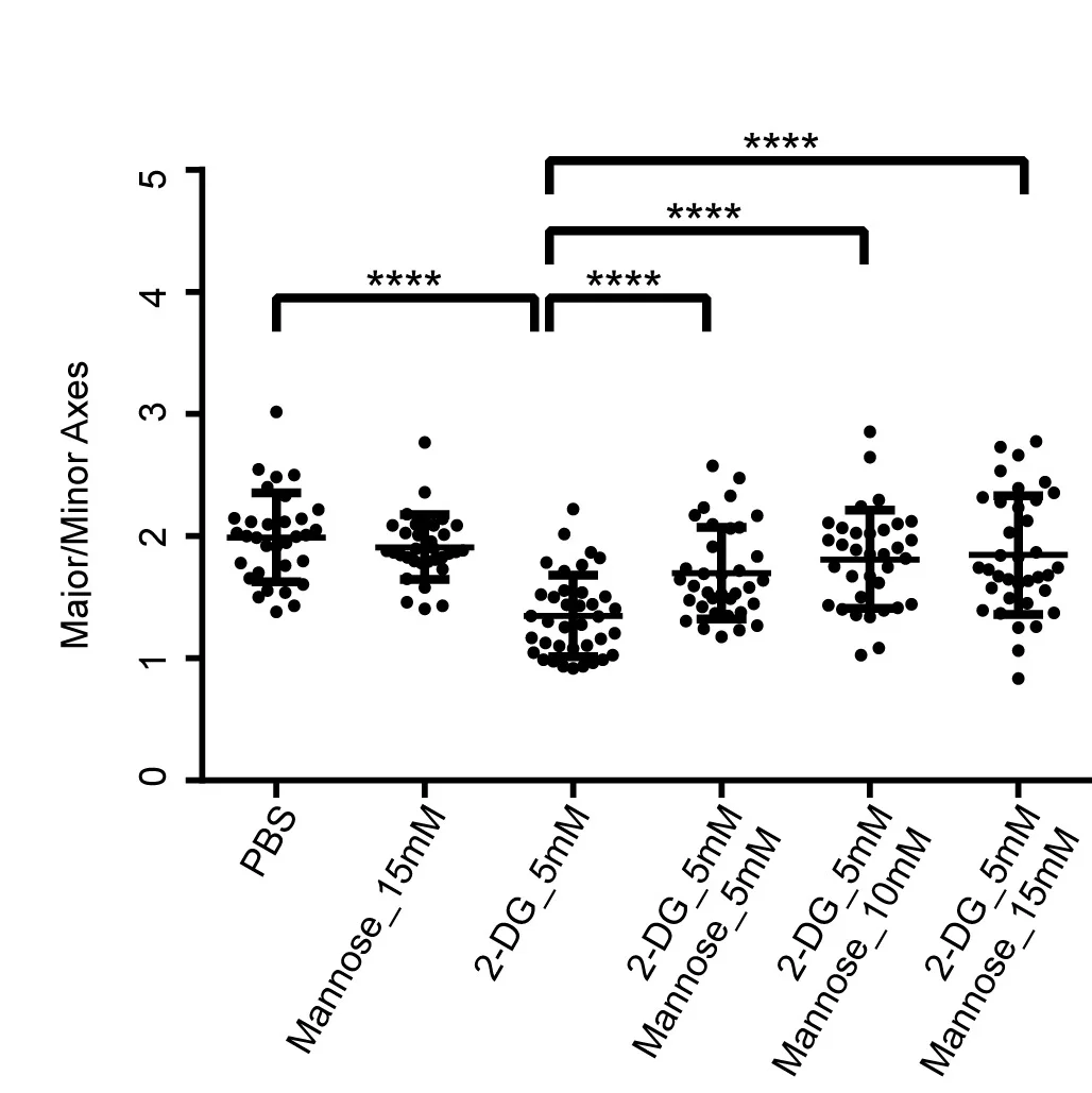 Open access visualization of Scatter Plot, Gastruloids, Major Axis, Minor Axis, PBS