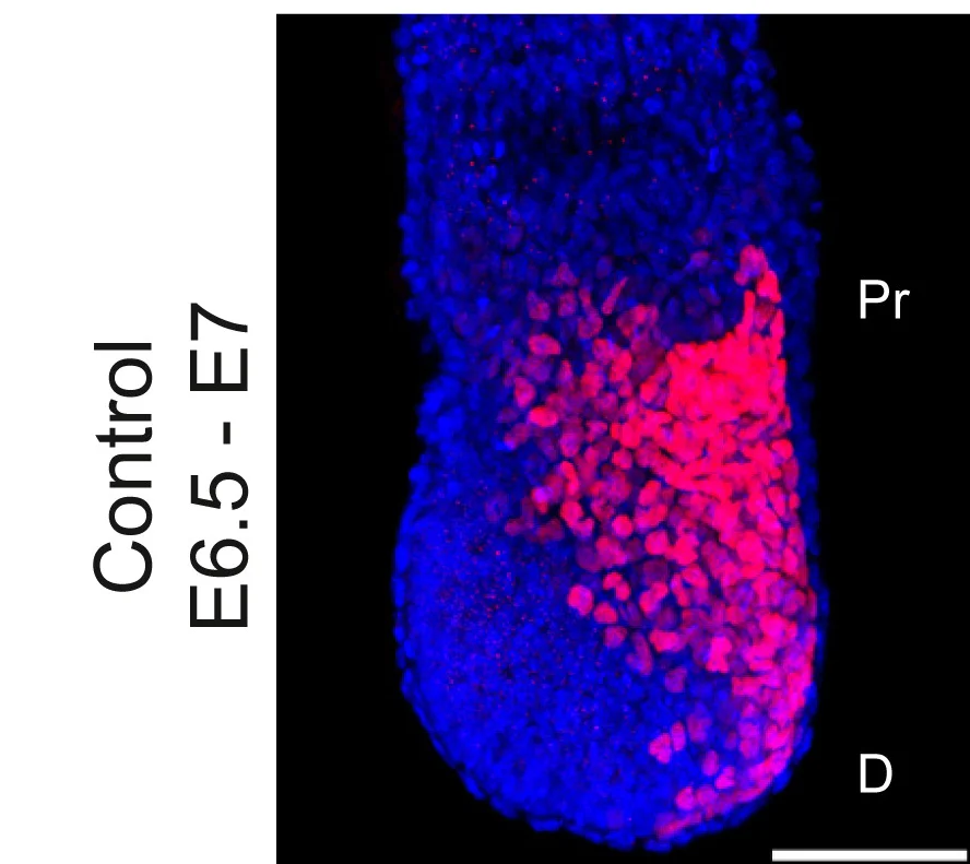 Open access visualization of Microscopy, Mouse Embryos, T/Bra, Sox2, 2-DG