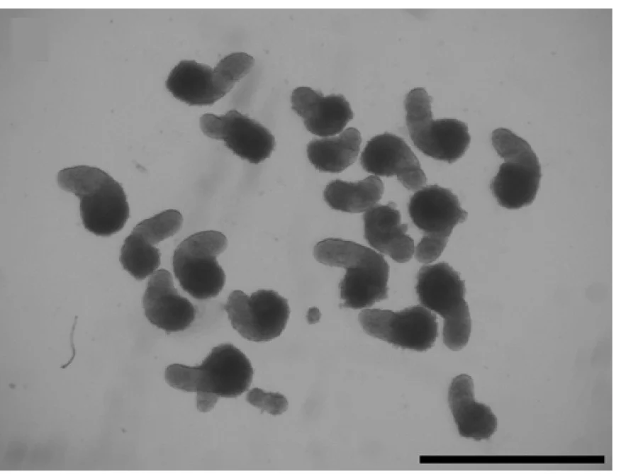 Open access visualization of Microscopy, Gastruloids, DMSO, ML089, DMM