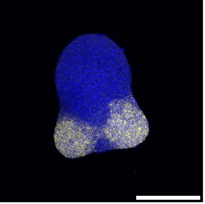 Open access visualization of Microscopy, Gastruloids, HCR Staining, T/Bra, Wnt3a