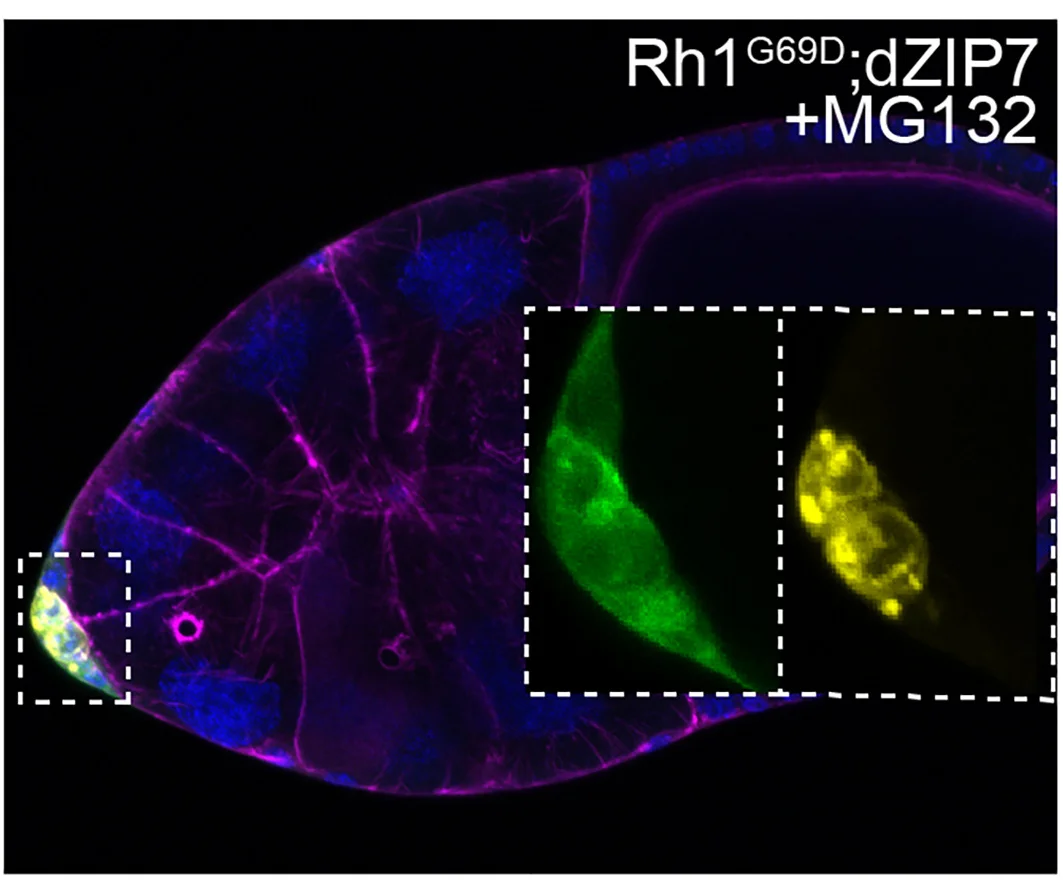 Open access visualization of Microscopy, Egg Chambers, Rh1G69D, Border Cells, MG132