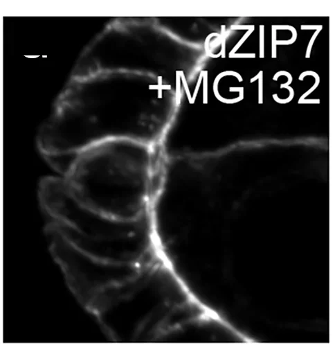 Open access visualization of Microscopy, dZip7 Overexpression, Ubiquitinated Proteins, Egg Chambers, MG132