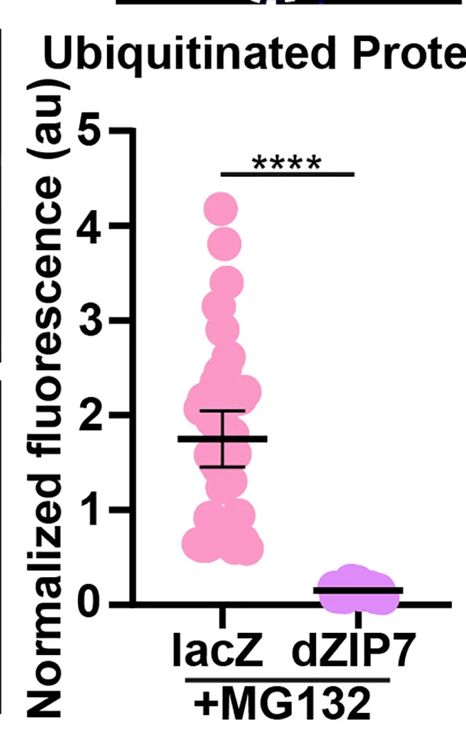 Open access visualization of Scatter Plot, Error Bars, dZip7 Overexpression, Ubiquitinated Proteins, Egg Chambers