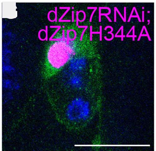 Open access visualization of Microscopy, Mosaic Expression, Mutant Forms, Red Fluorescent Protein, Notch