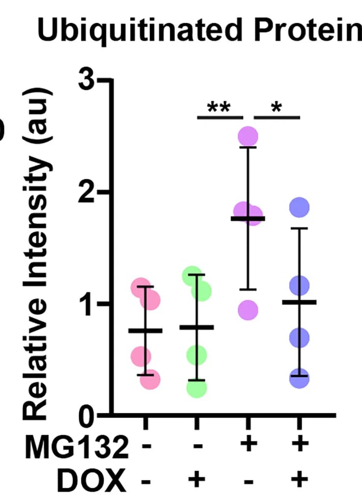 Open access visualization of Scatter Plot, Error Bars, ZIP7 Overexpression, Polyubiquitinated Protein, HeLa Cells