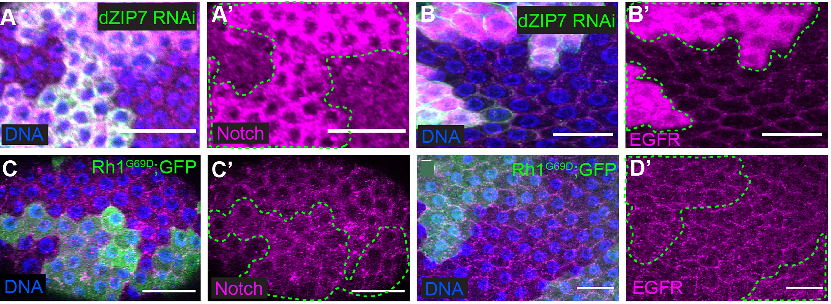 Open access visualization of Microscopy, EGFR, Epithelial Follicle Cells, dZIP7RNAi, GFP