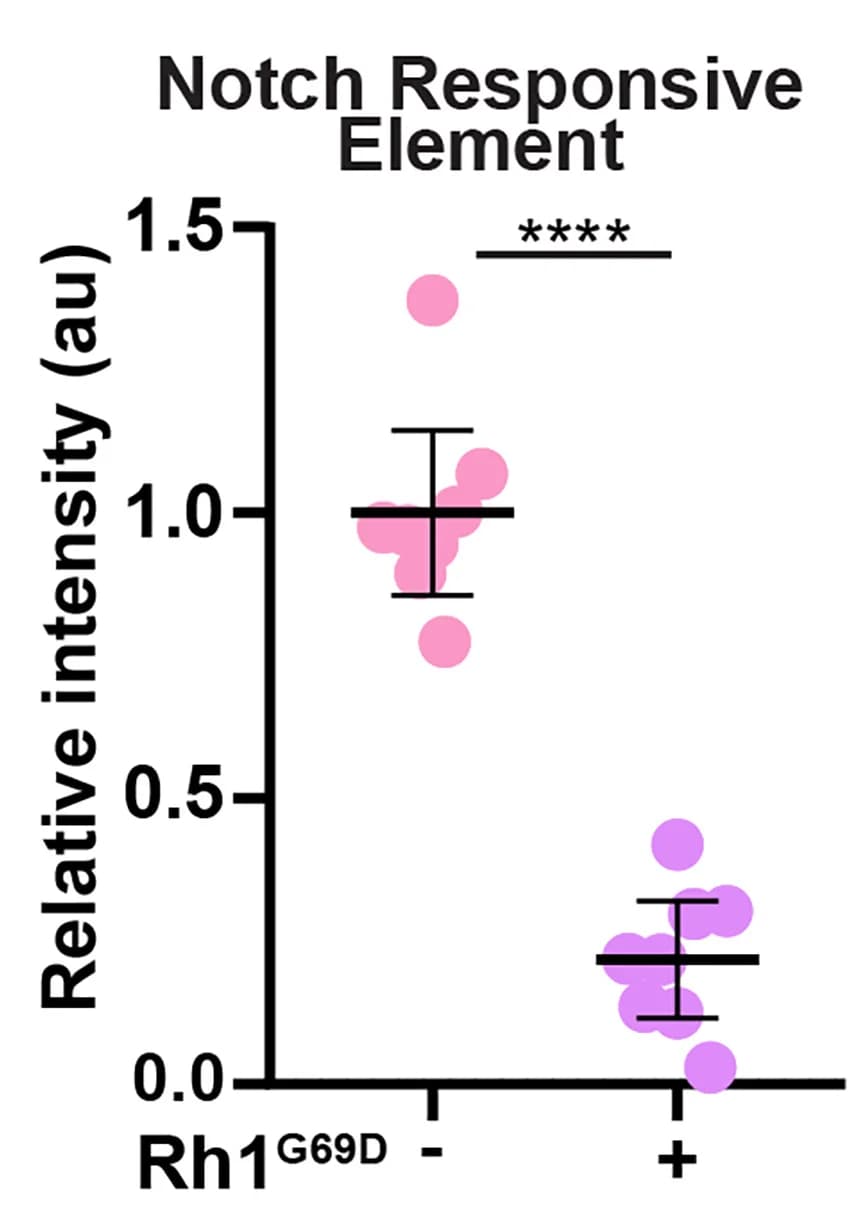 Open access visualization of Scatter Plot, Error Bars, Notch Transcriptional Activity, Notch Responsive Element Reporter, Rh1G69D