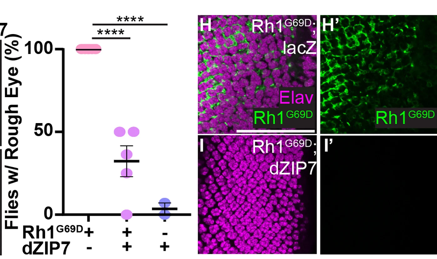Open access visualization of Scatter Plot, Rough Eye, Flies, dZIP7 Overexpression