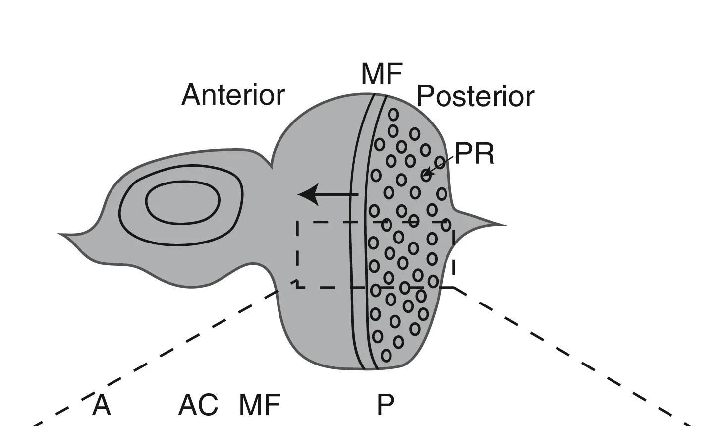 Open access visualization of Illustration, Eye-Antennal Disc, Morphogenetic Furrow