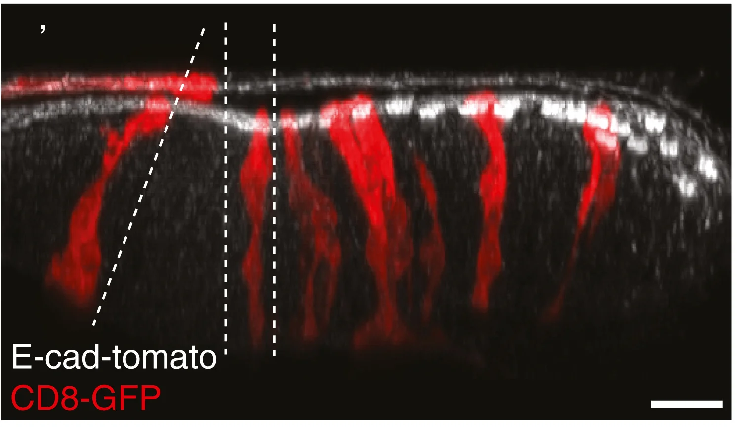 Open access visualization of Microscopy, Eye-Antennal Disc, E-Cadherin-Tomato, Adherens Junctions, CD8-GFP