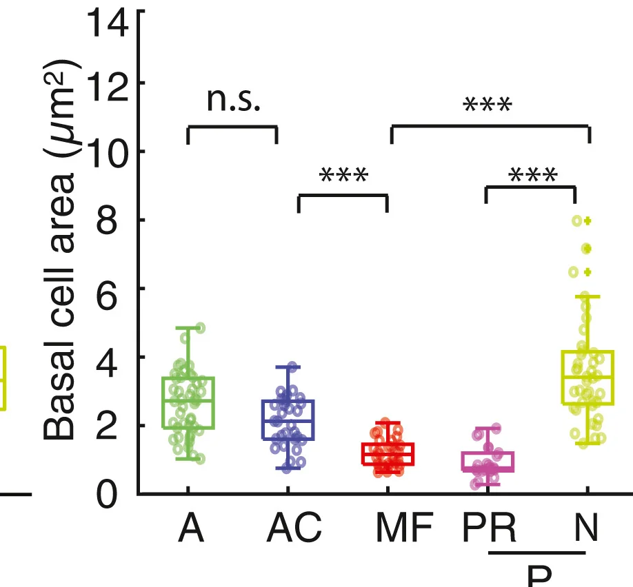 Open access visualization of Box Plot, Scatter Plot, Raincloud Plot, Basal Cell Area, Photoreceptor