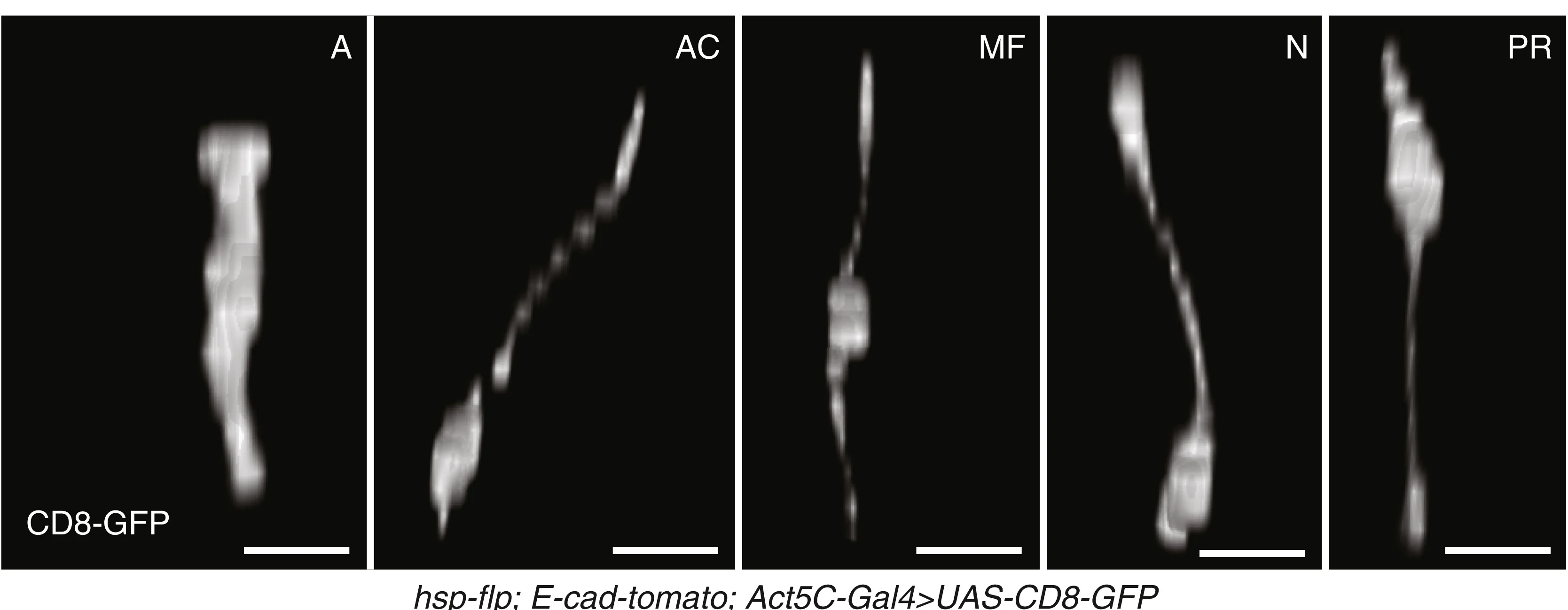 Open access visualization of Microscopy, 3D Reconstructions, CD8-GFP, Eye-Antennal Disc, Labeled Cells