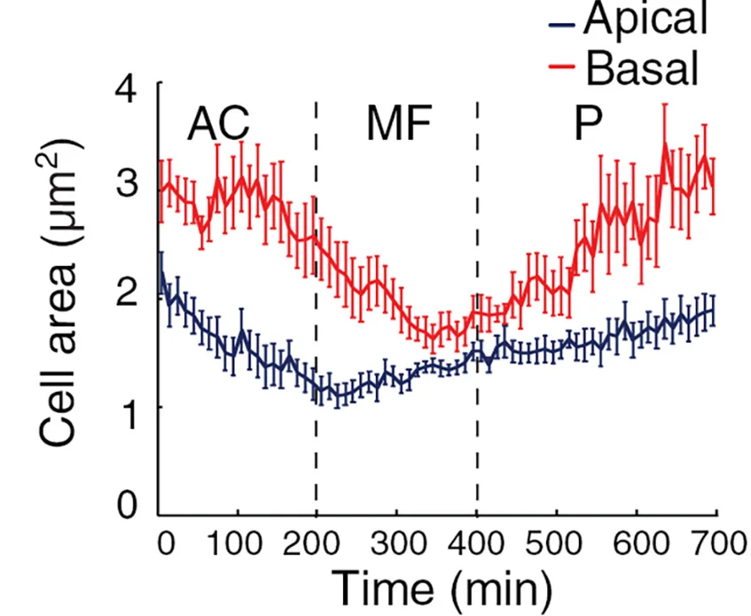 Open access visualization of Line Plot, Error Bars, Apical Area, Basal Area, GFP-Labeled Clones