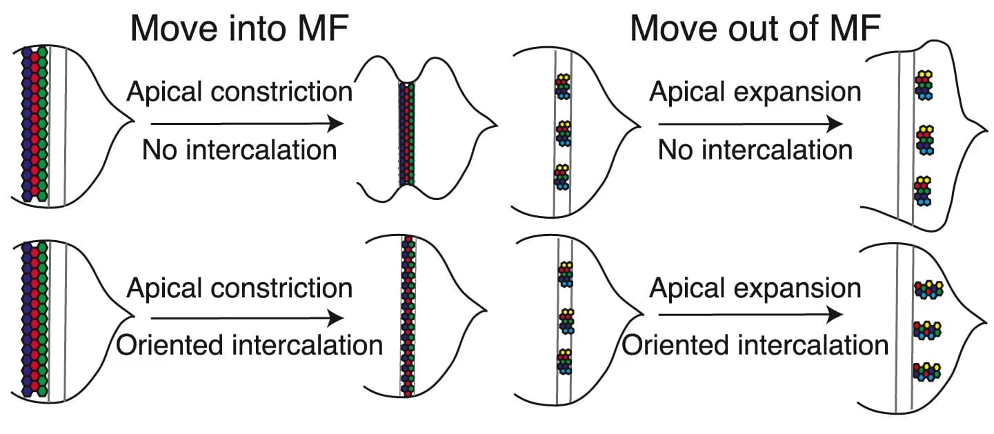 Open access visualization of Workflow, Flowchart, Illustration, Apical Cell Constriction, Cell Expansion