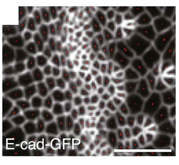 Open access visualization of Microscopy, Time-lapse Video, Eye-antennal Disc, E-cadherin-GFP, Elongation Tensor