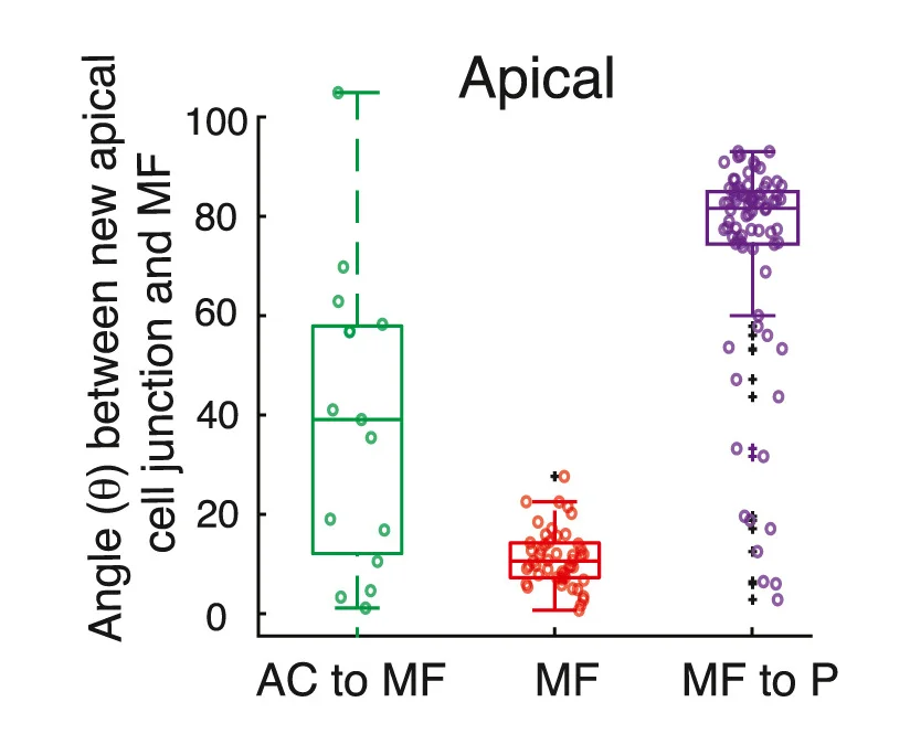 Open access visualization of Box Plot, Scatter Plot, Boxplots, Angle, Apical Cell Junction