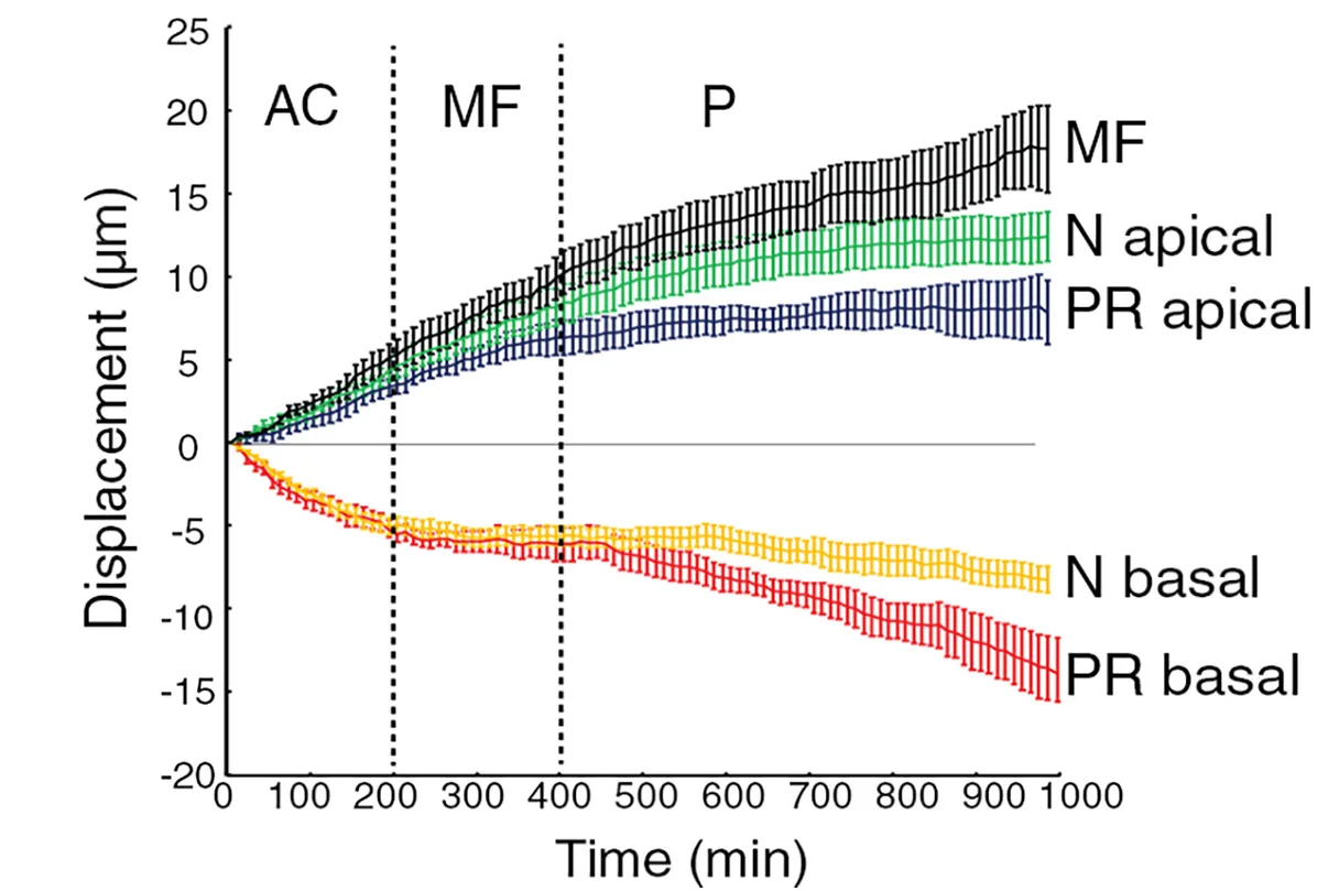Open access visualization of Line Plot, Error Bars, Cumulative Displacement, Anterior-Posterior Axis, CD8-GFP