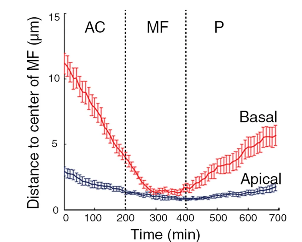Open access visualization of Line Plot, Error Bars, Distance, Apical Side, Basal Side