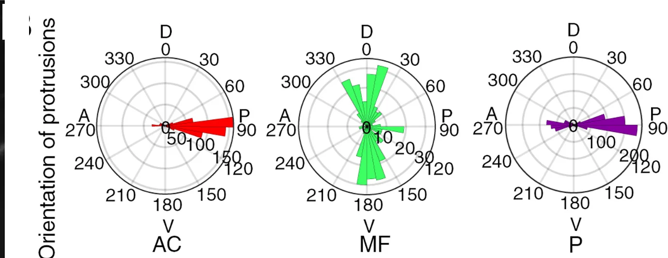 Open access visualization of Bar Plot, Histogram, Basal Protrusions, Cells, AC Region