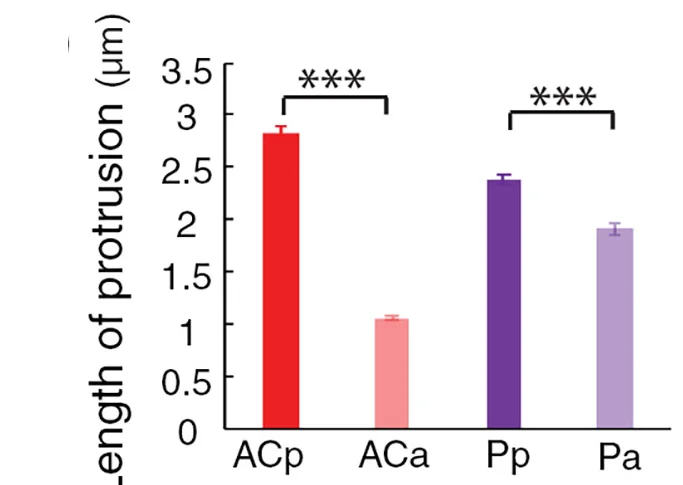 Open access visualization of Bar Plot, Error Bars, Basal Protrusions, Posterior, Anterior