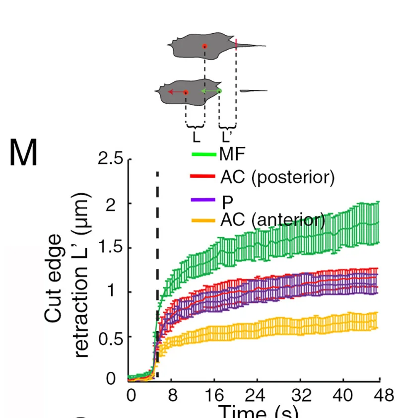 Open access visualization of Line Plot, Error Bars, Schematics, Retraction, Cut Edge
