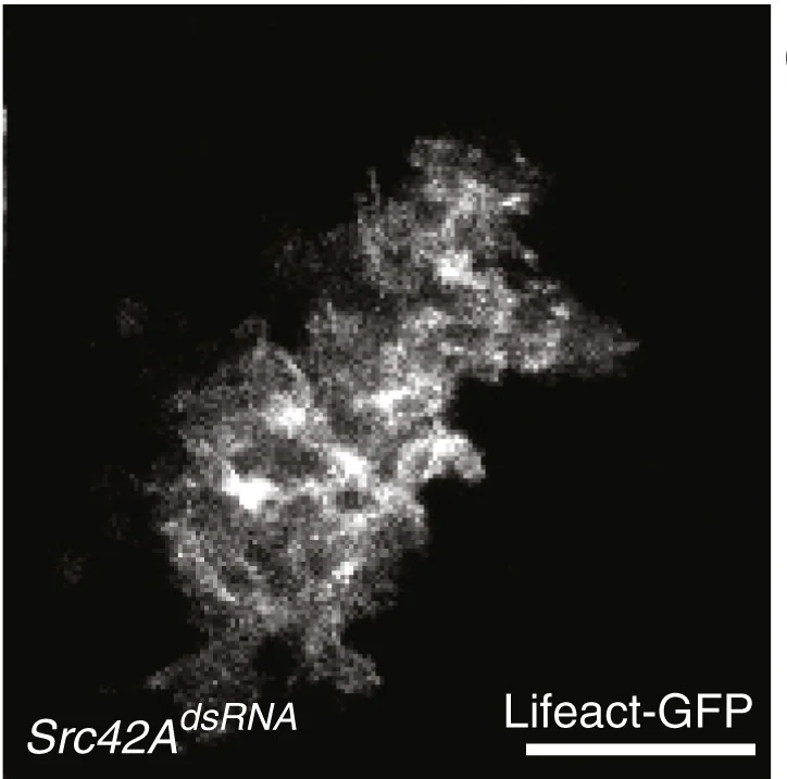 Open access visualization of Microscopy, Basal View, Control, Src42Ads-RNA, Clones of Cells