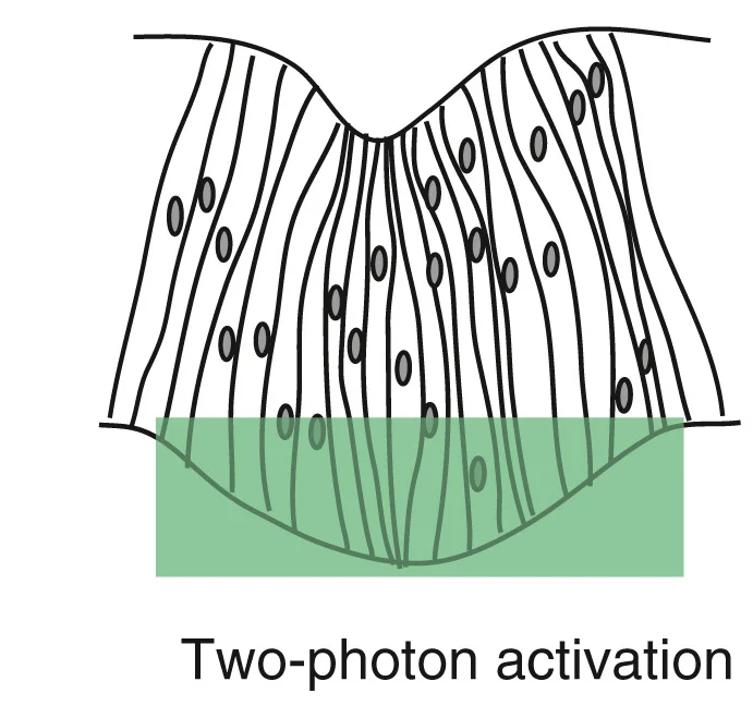 Open access visualization of Illustration, Schematic, Two-Photon Activation, paRacT17N, Basal Region