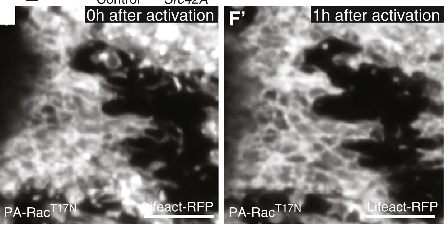 Open access visualization of Microscopy, Basal View, Control, paRacT17N, Clones of Cells