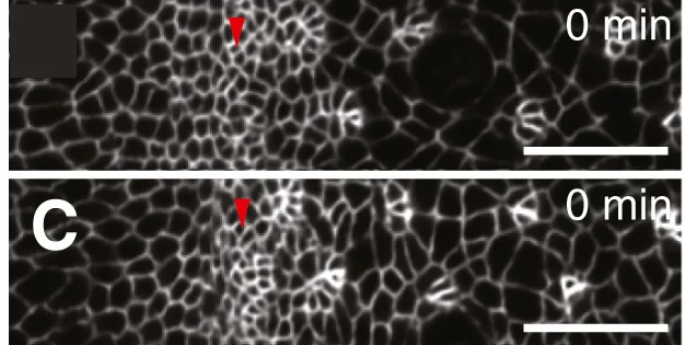 Open access visualization of Microscopy, Eye-antennal Discs, Src42Ads-RNA, CD8-mCherry, E-cadherin-GFP