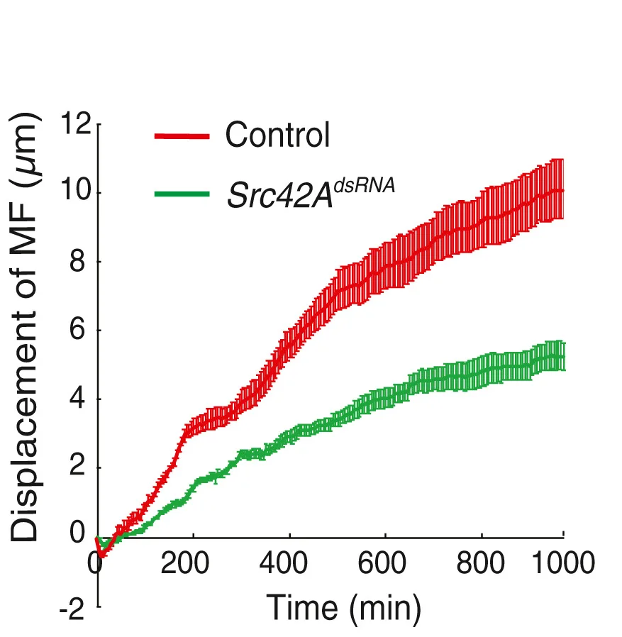Open access visualization of Line Plot, Error Bars, Morphogenetic Furrow, Displacement, Time