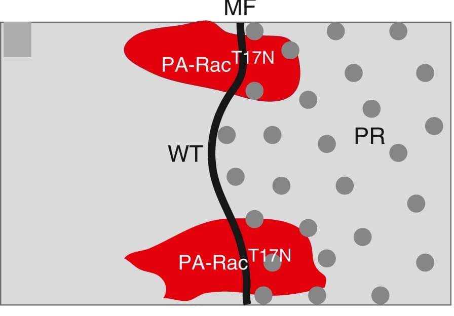 Open access visualization of Illustration, Experimental Design, Schematics